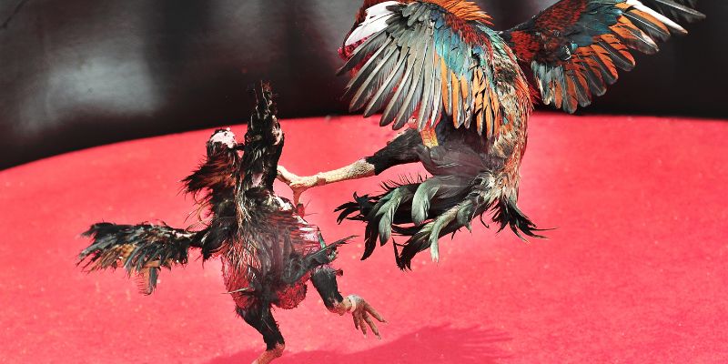 Hướng dẫn đá gà Rio66