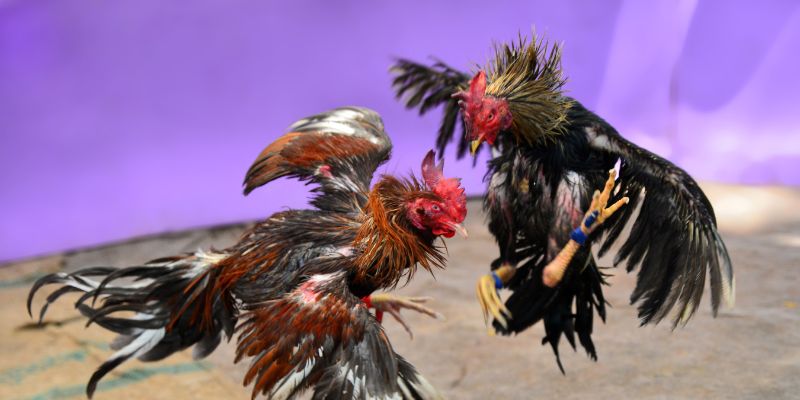 Lưu ý đá gà Rio66